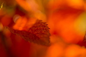Leaf in autumn color, natural colorful background Leaf in autumn color, natural colorful background